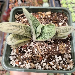 Gasteria Frosty Succulent Live Plant - Easy Care Indoor Houseplant - Image 3