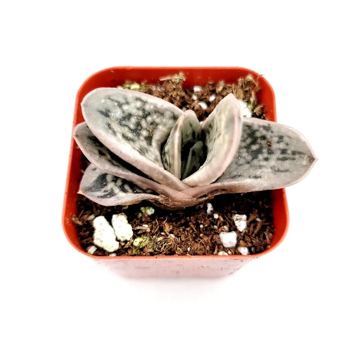 Gasteria Frosty Succulent Live Plant - Easy Care Indoor Houseplant - Image 1
