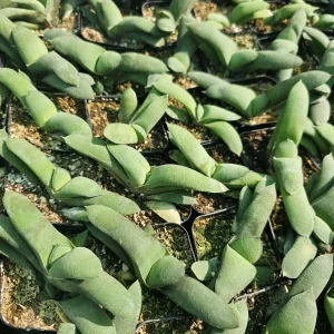 Gasteria glomerata Ox Tongue Plant Live Succulent – 2in Pot - Image 2