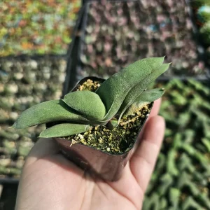 Gasteria glomerata Ox Tongue Plant Live Succulent – 2in Pot - Image 1