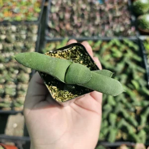 Gasteria glomerata Ox Tongue Plant Live Succulent – 2in Pot - Image 5