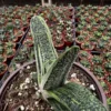 Gasteria Little Warty Live Succulent Plant - 4 inch Pot - Easy Care Indoor - Image 1