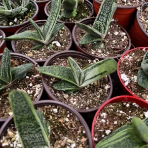 Gasteria Little Warty Live Succulent Plant - 4 inch Pot - Easy Care Indoor - Image 2