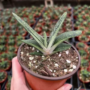 Gasteria Little Warty Live Succulent Plant - 4 inch Pot - Easy Care Indoor - Image 3