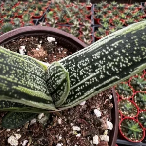 Gasteria Little Warty Live Succulent Plant - 4 inch Pot - Easy Care Indoor - Image 4