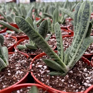 Gasteria Little Warty Live Succulent Plant - 4 inch Pot - Easy Care Indoor - Image 6