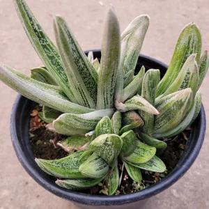 Gasteria 'Little Warty' Succulent Plant – Live Houseplant – Drought Tolerant - Image 3