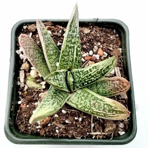 Gasteria 'Little Warty' Succulent Plant – Live Houseplant – Drought Tolerant - Image 1