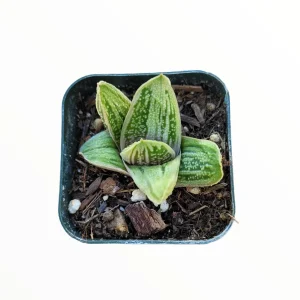 Gasteria 'Little Warty' Succulent Plant – Live Houseplant – Drought Tolerant - Image 5