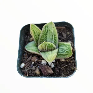 Gasteria 'Little Warty' Succulent Plant – Live Houseplant – Drought Tolerant - Image 6