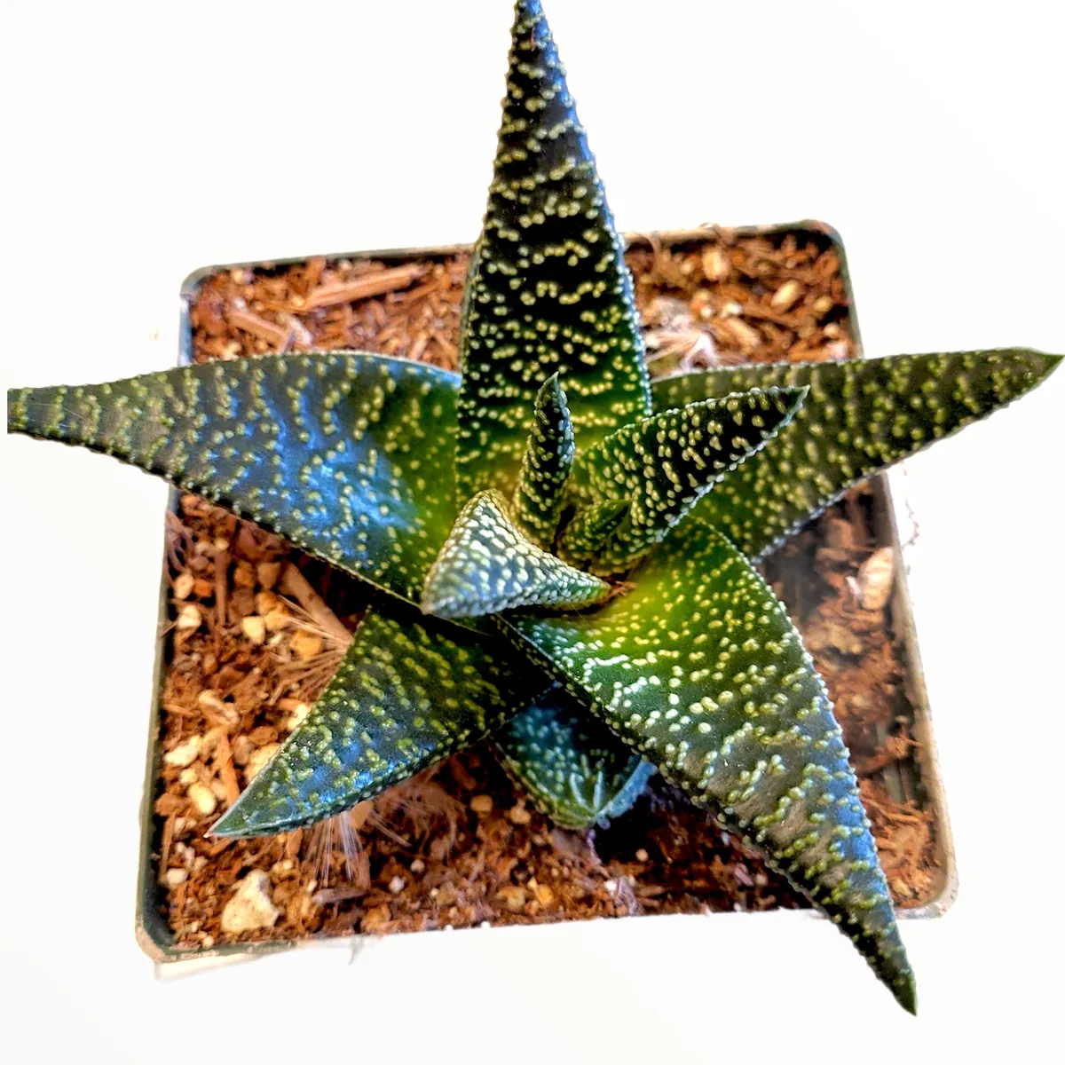 Gasteria 'Okavango' Succulent Plant - Live Indoor Houseplant - Image 3