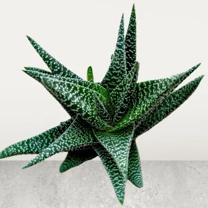 Gasteria 'Okavango' Succulent Plant - Live Indoor Houseplant - Image 4