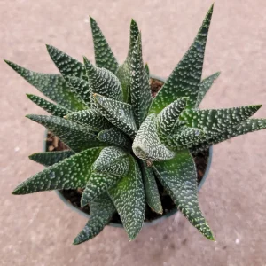 Gasteria 'Okavango' Succulent Plant - Live Indoor Houseplant - Image 5
