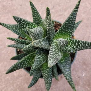 Gasteria 'Okavango' Succulent Plant - Live Indoor Houseplant - Image 6