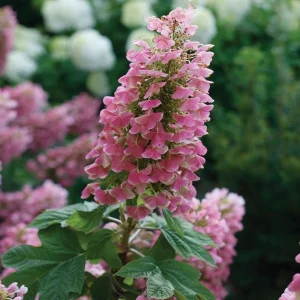 Gatsby Pink Hydrangea Live Plant – Oakleaf Shrub – 4 inch Pot – Outdoor - Image 2