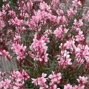 Gaura Lindheimeri Wand Flower Live Plant - Quart Pot, Outdoor Perennial - Image 5