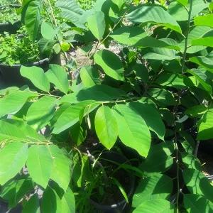 Geffner Atemoya Live Plant – 2 to 3 Feet Tall – 3 Gallon Pot - Image 2