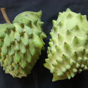 Geffner Atemoya Live Plant – 2 to 3 Feet Tall – 3 Gallon Pot - Image 1