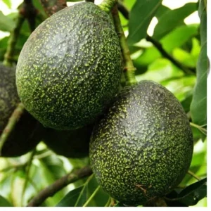 GEM Avocado Tree - 1 Ft Tall Grafted Live Plant - Indoor/Outdoor Fruit Plant - Image 1