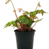 Geometry Begonia Live Plant - 4" Pot - Vibrant Indoor Houseplant - Image 1