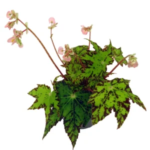 Geometry Begonia Live Plant - 4