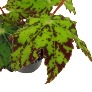 Geometry Begonia Live Plant - 4