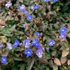 Georgia Blue Veronica Live Plant - 4 inch pot - Evergreen Perennial for Zones 5-8 - Image 1