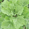 Georgia Southern Collard Seeds - Non-GMO Vegetable Seeds - Easy to Grow - Image 1