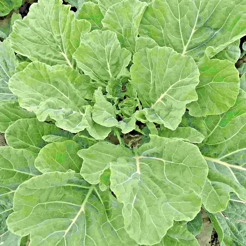 Georgia Southern Collard Seeds - Non-GMO Vegetable Seeds - Easy to Grow - Image 1