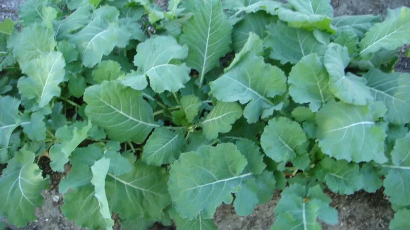 Georgia Southern Collard Seeds - Non-GMO Vegetable Seeds - Easy to Grow - Image 2