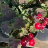Geranium Brocade Cherry Night Live Plant – 6 inch Pot – Outdoor Annual - Image 1