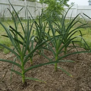 German Red Garlic Bulbs - 2 Count - Hardy Flavorful Non-GMO for Fall Planting - Image 1