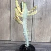 Ghost Cactus White Variegated Euphorbia Lactea Live Plant 4" Pot Succulent - Image 1