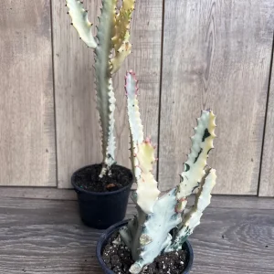 Ghost Cactus White Variegated Euphorbia Lactea Live Plant 4