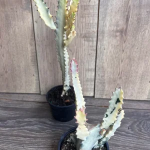 Ghost Cactus White Variegated Euphorbia Lactea Live Plant 4