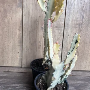 Ghost Cactus White Variegated Euphorbia Lactea Live Plant 4