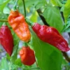 Ghost Pepper Bhut Jolokia Seeds - Extremely Hot Pepper - 25+ Seeds - Indoor/Outdoor - Image 1