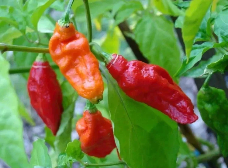 Ghost Pepper Bhut Jolokia Seeds - Extremely Hot Pepper - 25+ Seeds - Indoor/Outdoor - Image 1