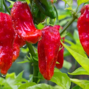 Ghost Pepper Seeds - Bhut Jolokia - Extremely Hot Pepper Seeds - 25+ Seeds - Indoor/Outdoor - Image 2