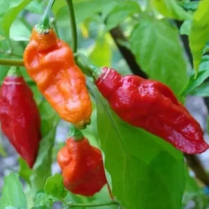 Ghost Pepper Seeds - Bhut Jolokia - Extremely Hot Pepper Seeds - 25+ Seeds - Indoor/Outdoor - Image 1