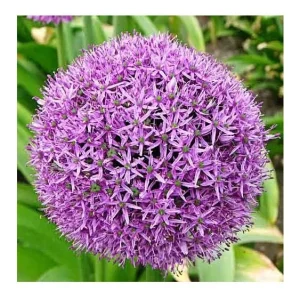 Giant Allium Gladiator Bulbs - Purple Ornamental Flowers - 32-36
