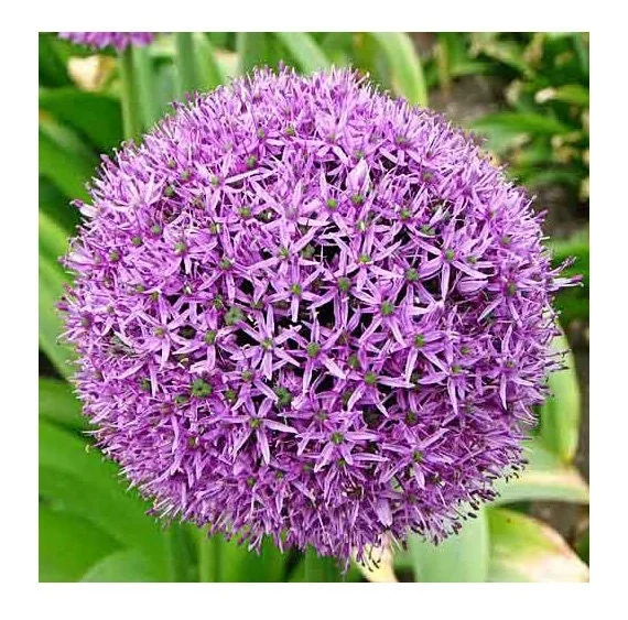 Giant Allium Gladiator Bulbs - Purple Ornamental Flowers - 32-36" Tall - Image 2
