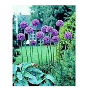 Giant Allium Gladiator Bulbs - Purple Ornamental Flowers - 32-36
