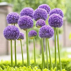 Giant Allium Gladiator Bulbs - Purple Ornamental Flowers - 32-36