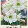 Giant Amaryllis Bulb 30/32cm - Holiday Blooms - One Bulb - Easy Indoor Grow - Image 1