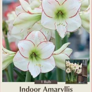 Giant Amaryllis Bulb 30/32cm - Holiday Blooms - One Bulb - Easy Indoor Grow - Image 1