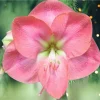 Giant Amaryllis Bulbs - Large Hybrid Flower Bulbs - Indoor - Image 1