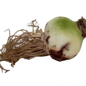 Giant Amaryllis Bulbs - Large Hybrid Flower Bulbs - Indoor - Image 2