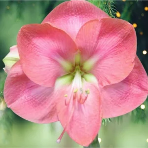 Giant Amaryllis Bulbs - Large Hybrid Flower Bulbs - Indoor - Image 1