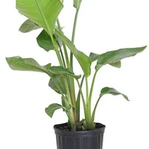 Giant Bird of Paradise Live Plant - Strelitzia Nicolai - Multiple Trunks, 2-3 Feet Tall, 3 Gallon Pot - Image 1
